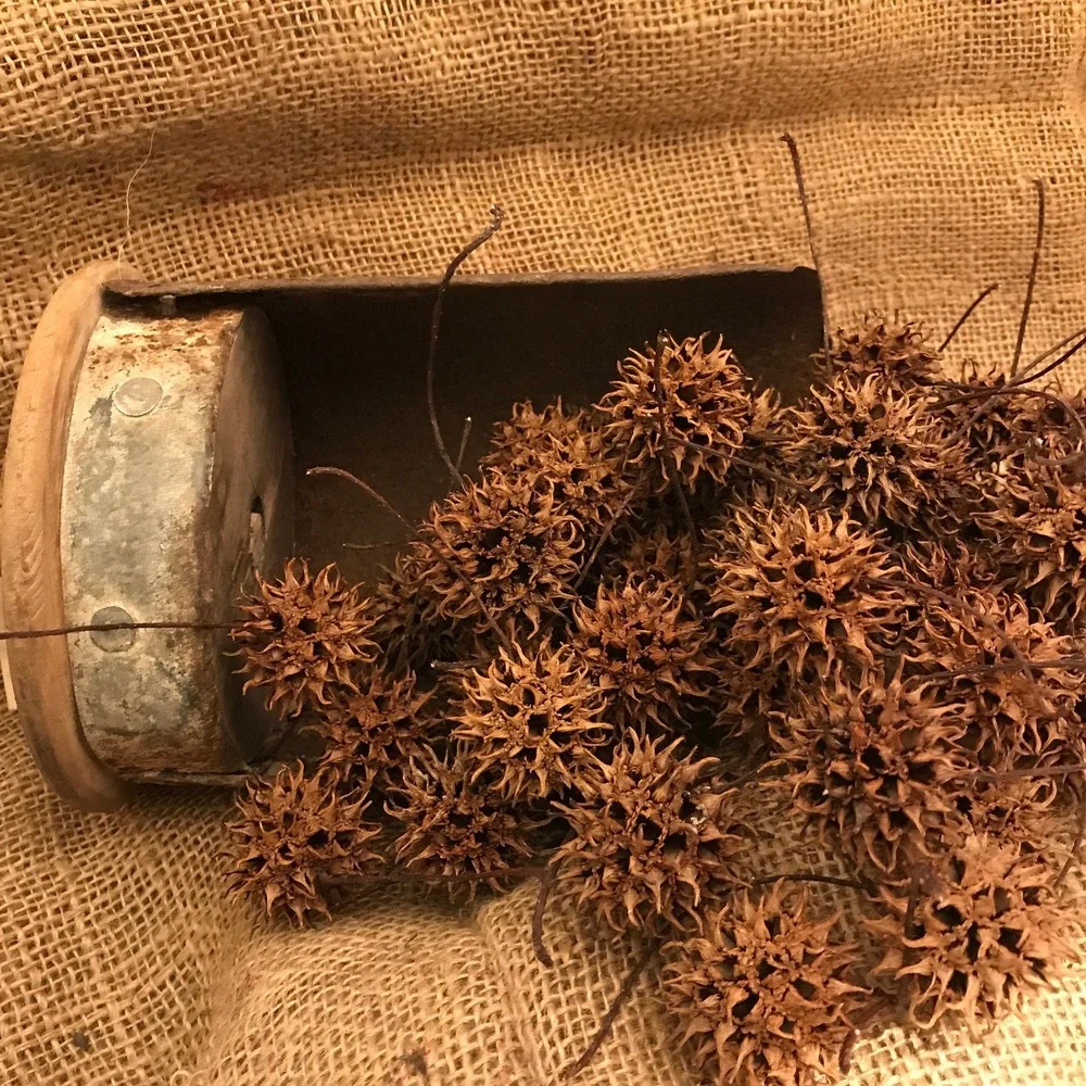 Sweet Gum Balls Witches Burrs North Georgia Crafts Decoration Cleaned Dried 50
